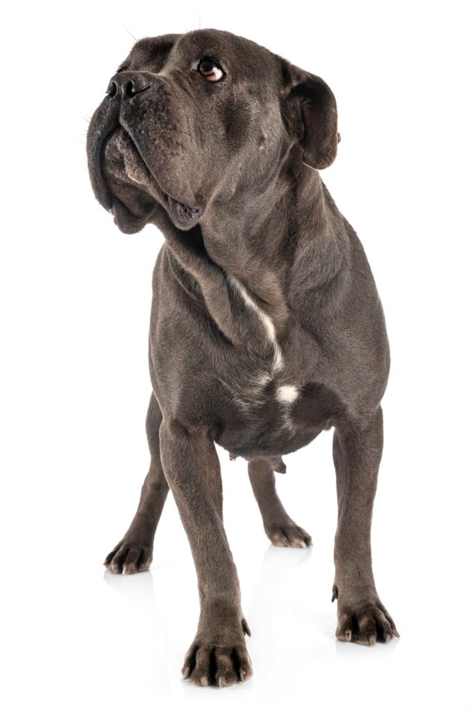 mastino-